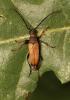 Stictoleptura rubra